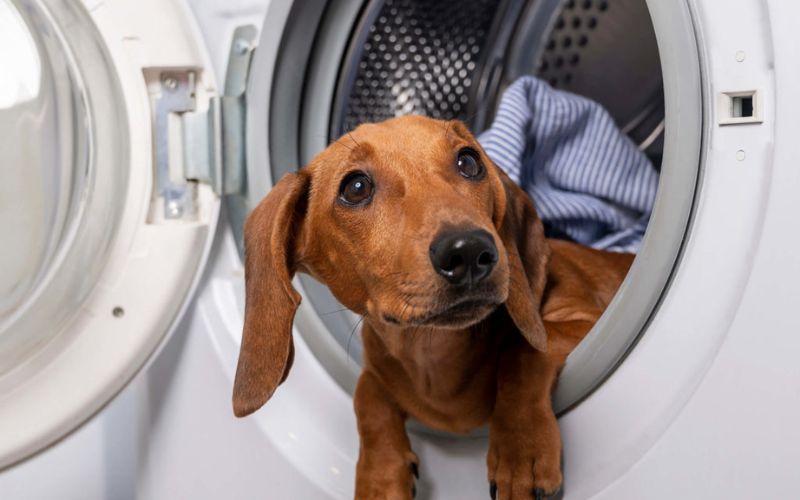 Can I Wash Dog Clothes in a Washing Machine