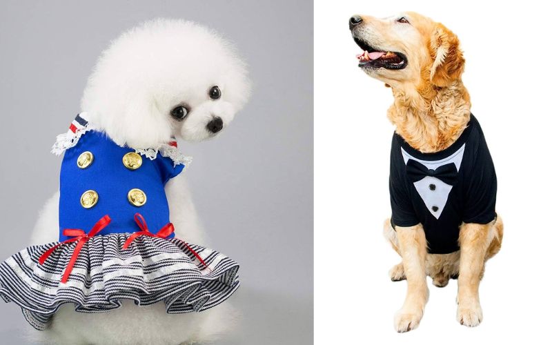 Are There Specific Clothes for Different Dog Breeds