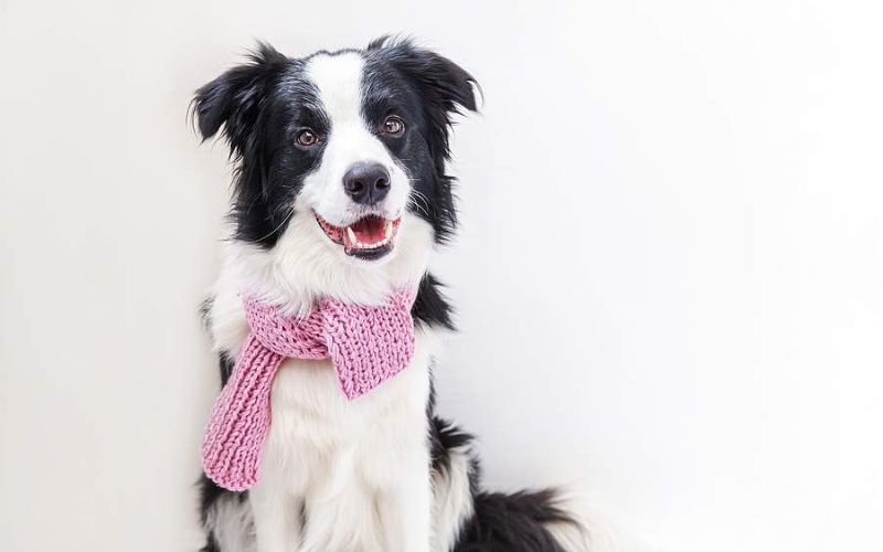 Can Dog Clothes Help With Keeping My Dog Warm in Cold Weather