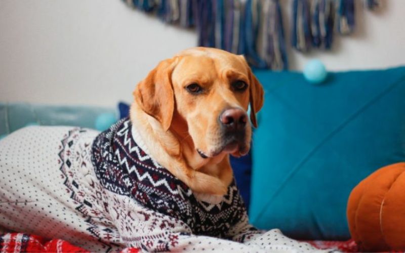 Are There Specific Clothes for Dogs With Sensitive Skin or Allergies