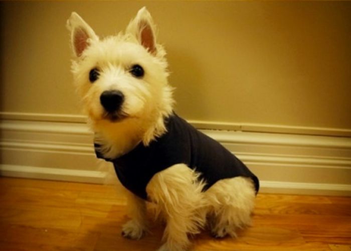 how to make dog clothes with a sewing machine